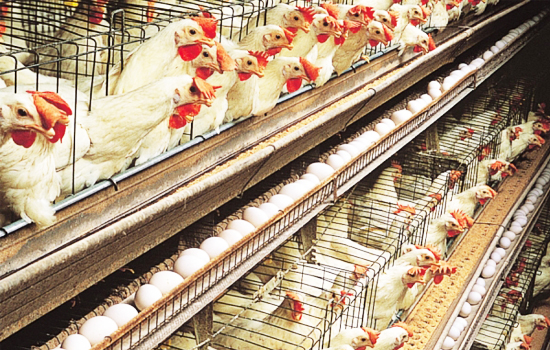 precaution of breeding hens in cage