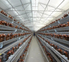 Is poultry farming a successful business?