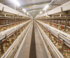 What are the advantages of raising broilers in broiler cages?